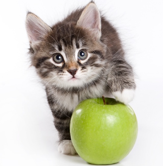 Siberian kitten on white background