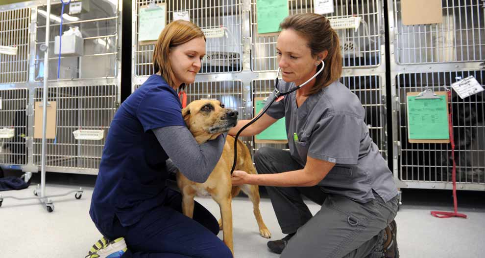 Vet Tech Externship at Best Friends Leads to Job