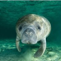 manatee-portrait-picture-id138186819 (1)