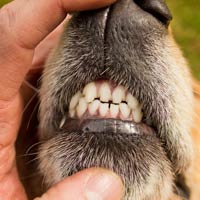 doggy-teeth-dentist-200x200