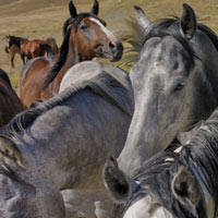 animal-behavior-group-of-horses-200x200