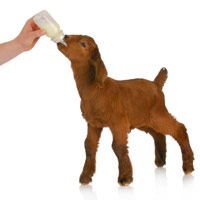 animal-care-goat-kid-milk-200x200