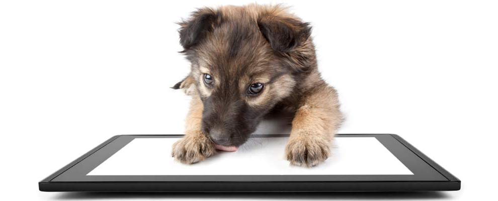 Cute puppy with paws on ipad, licking screen