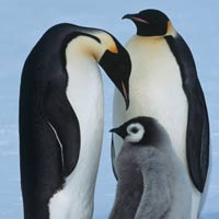 penguins-exotic-animals-200x200
