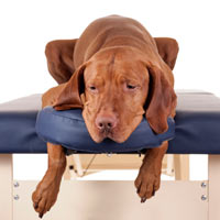 massage-therapy-dog-200x200