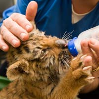 baby-tiger-drinking-milk-held-by-zoo-tech-200x200