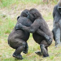 baby-gorillas-hugging-200x200