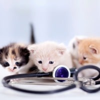 young-kittens-with-a-stethoscope-picture-id498646523-min