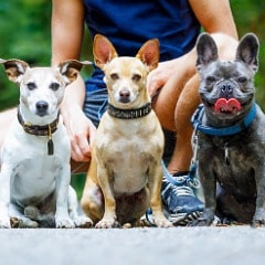 dogs-with-leash-and-owner-ready-to-go-for-a-walk-picture-id1025299656-min