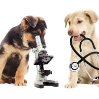 Vet Tech Schools in Georgia (GA)