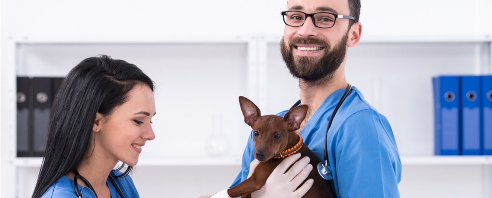 How Much Does a Vet Tech Make in Illinois 