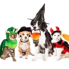 row-of-cats-and-dogs-in-halloween-costumes-picture-id1023732830 (1)-min