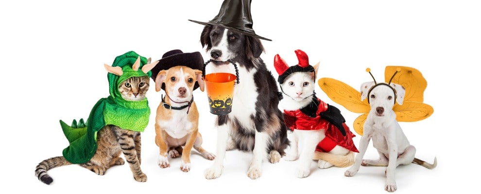 Halloween pets