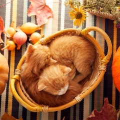 kitten-in-basket-and-autumn-pumpkins-and-other-fruits-and-vegetables-picture-id1014154122-min
