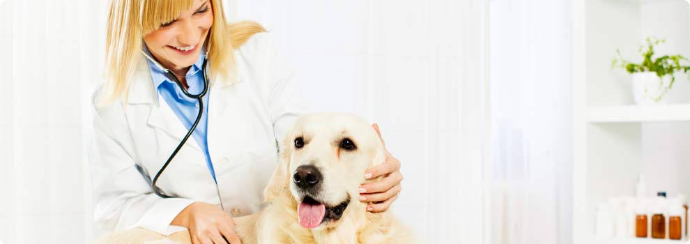 Online Veterinary Technician Schools Avma-accredited Degrees