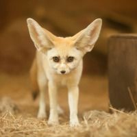 fennec-fox-picture-id495352297 (1) (1)