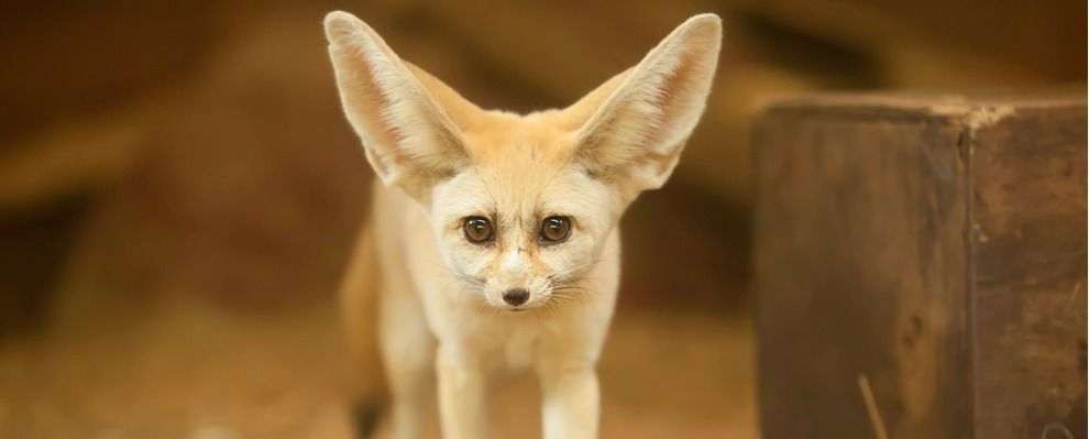 fennec fox legal