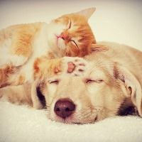 kitten-and-puppy-sleeping-picture-id486901154 (1) (1)