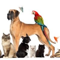 A Guide to Pet Sitting Services for Summer Vacations and Business Trips