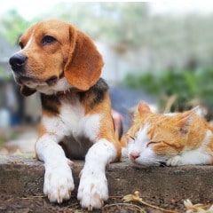 beagle-dog-and-brown-cat-lying-together-on-the-footpath-picture-id1008149440-min