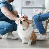 corgi-dog-enjoying-cuddle-of-vet-doctor-sitting-on-squats-in-front-of-pet-owner.jpg_s=1024x1024&w=is&k=20&c=VLVt0Jh-u9qw9Ua6ML8ehfQRTA6OdmU-U_TwvwUokeM= (1) (1)