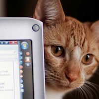 A Guide to Pet Sitting Services for Summer Vacations and Business Trips